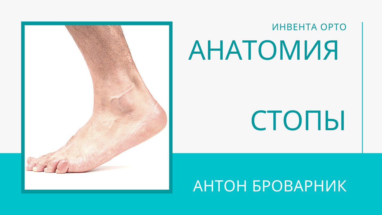 стопа анатомия